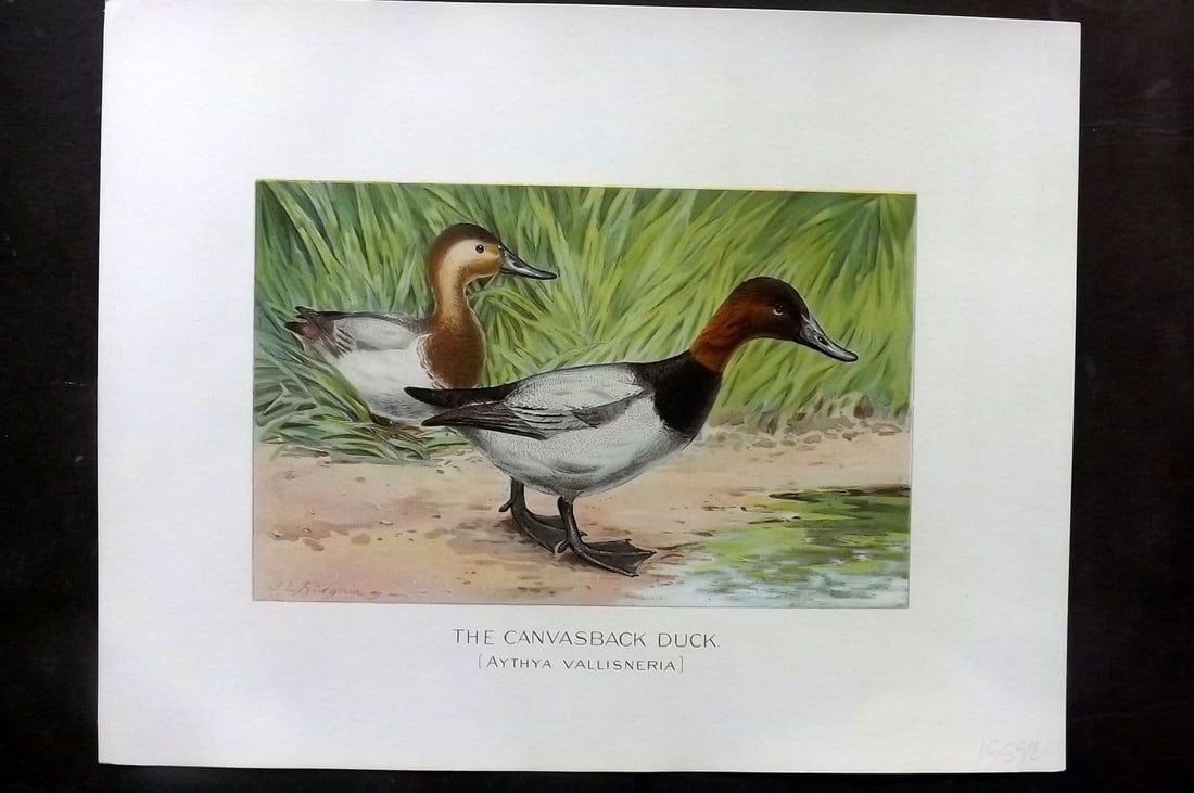 Ridgway & Fuertes 1902 Folio Bird Print. Canvasback Duck (1 of 1)