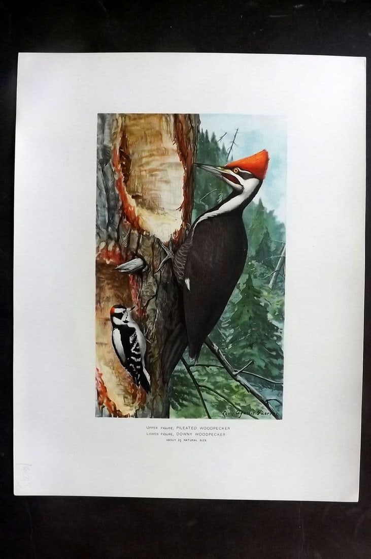 Ridgway & Fuertes 1902 Folio Bird Print. Pileated & Downy Woodpecker (1 of 1)
