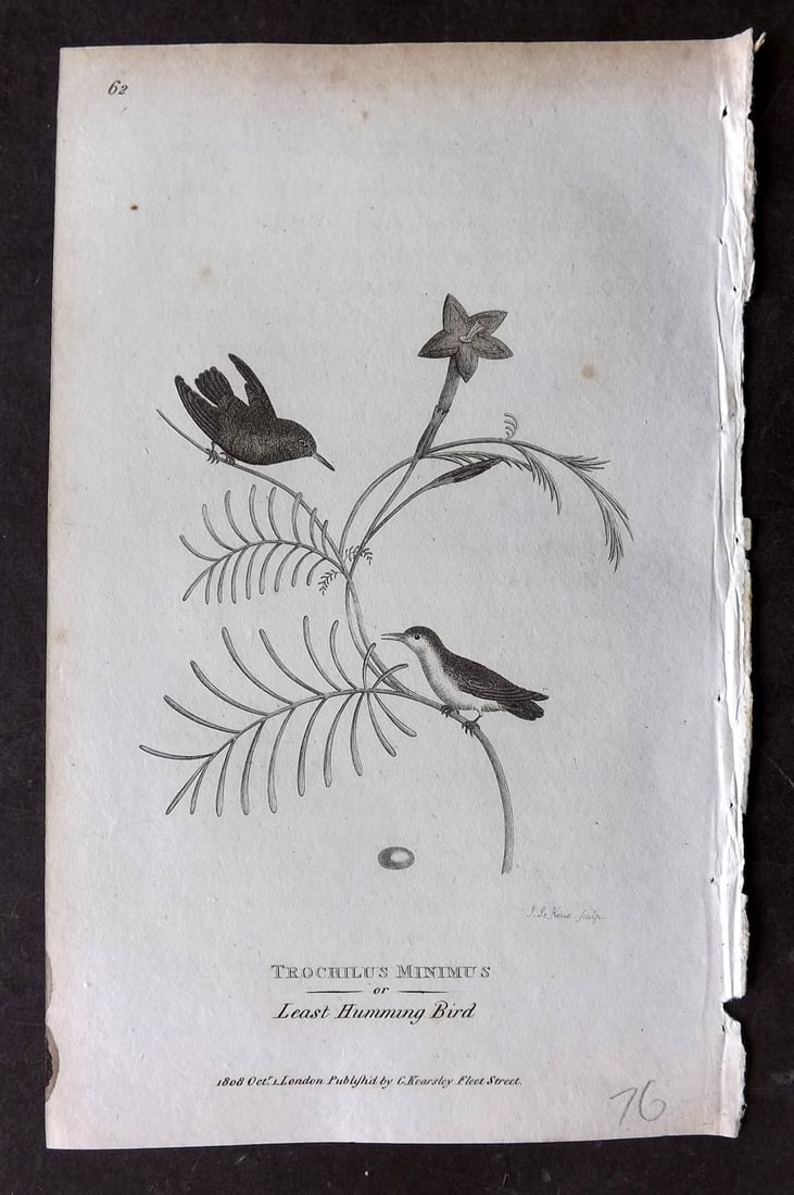 Shaw, George 1809 Bird Print. Least Hummingbird: Copper Plate Published 1809 by G.Kearsley, London for "Zoological Lectures..." by George Shaw. Paper Size: 8 x 5 inch (21 x 13cm) Very minor margin toning. Good Condition