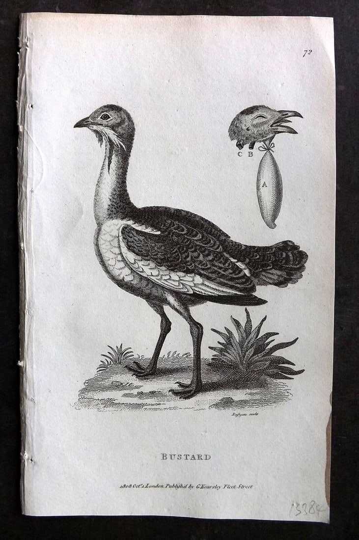 Shaw, George 1809 Antique Bird Print. Bustard 72: Copper Plate Published 1809 by G.Kearsley, London for "Zoological Lectures..." by George Shaw. Paper Size: 8.5 x 5 inch (22 x 13cm) Good Condition