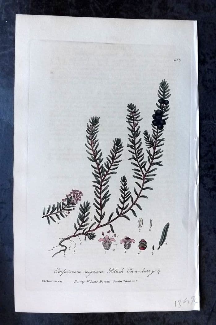 Baxter, George C1840 Hand Col Botanical Print. Black Crowberry 459: Hand Colored Etching Published 1834-43, Oxford for "British Phaenogamous Botany; or, Figures and Descriptions of British Flowering Plants" by William Baxter. Paper Size: 8.5 x 5.5 inch (22 x 14cm) Ver
