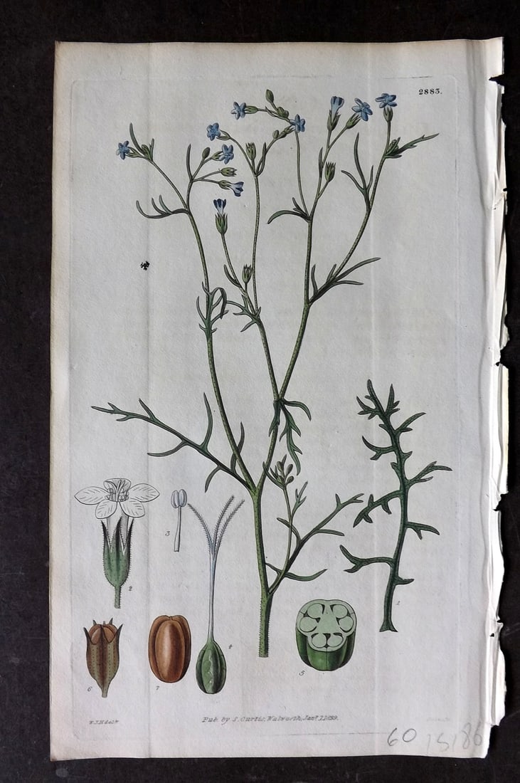 Curtis, William 1829 HCol Botanical Print. Small Flowered Gilia 2883 (1 of 1)