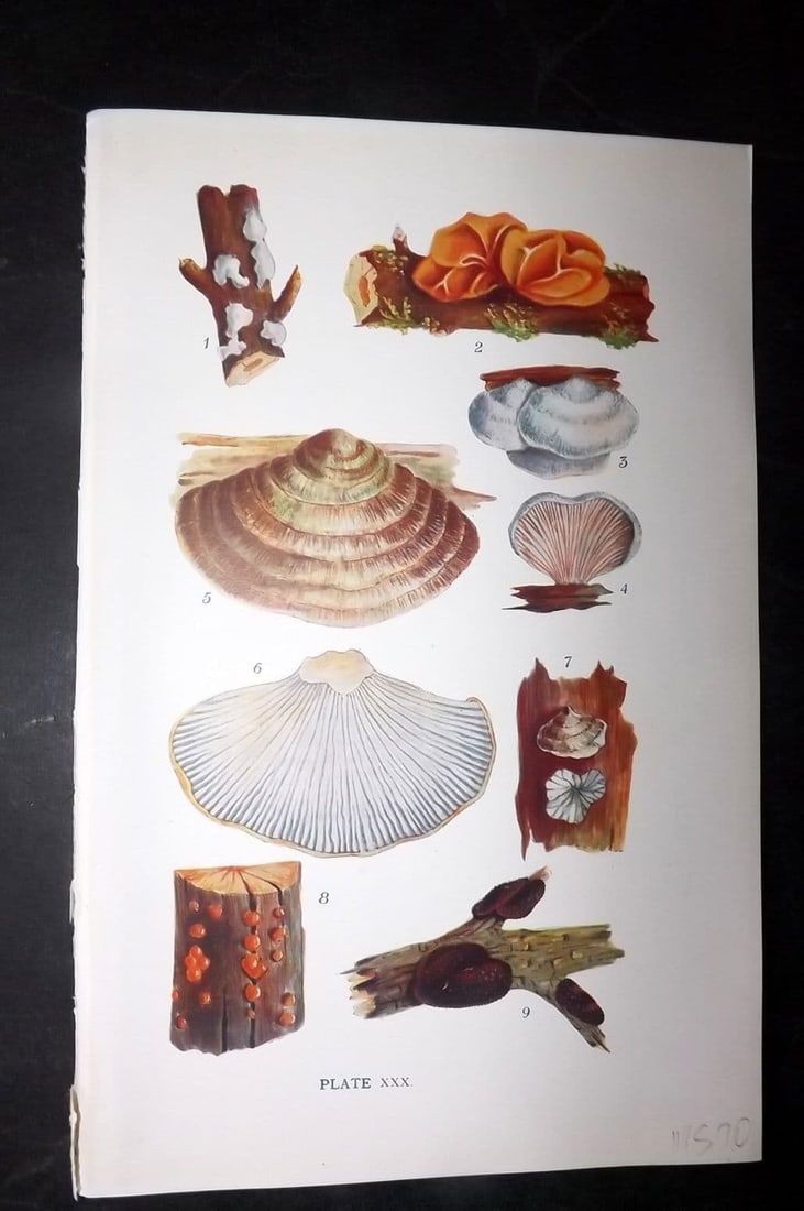 Massee, George 1911 Mushroom Print. Exidia, Tremella, Schizophyllum, Lenzites 30: Antique offset Lithograph Published 1911, London for "British Fungi With a Chapter on Lichens" by George Massee. Paper Size: 8 x 5.5 inch (20 x 14cm) Good Condition