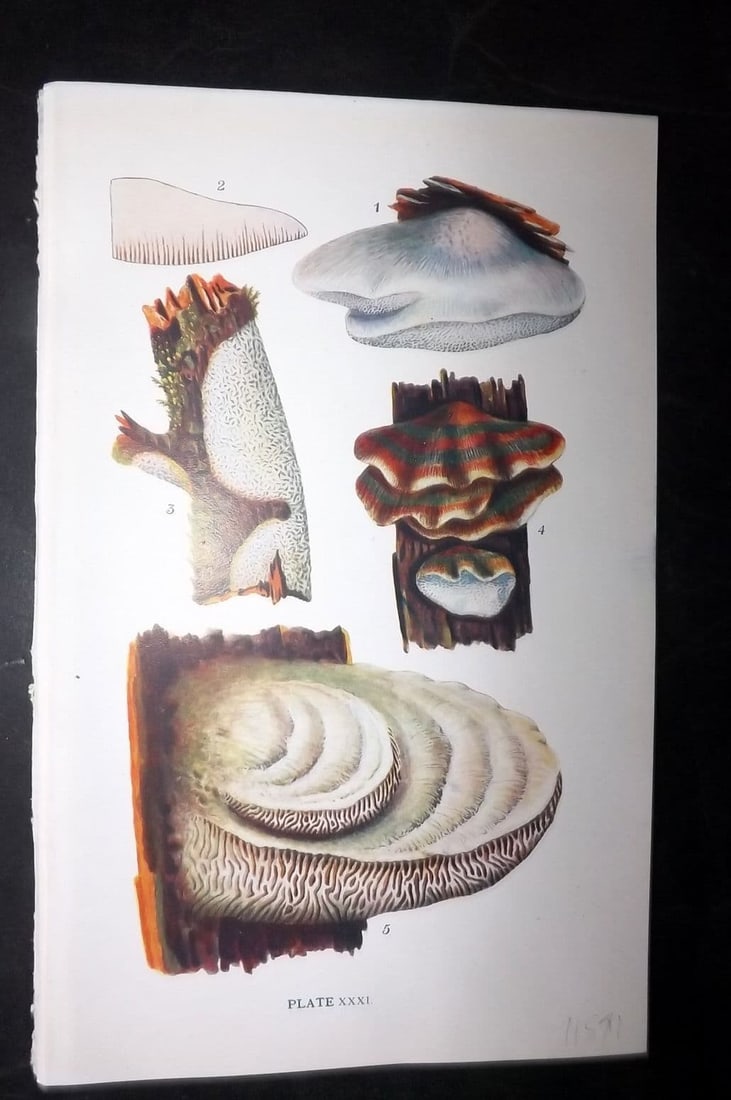 Massee, George 1911 Mushroom Print. Trametes, Poria, Polystictus, Daedalea 31: Antique offset Lithograph Published 1911, London for "British Fungi With a Chapter on Lichens" by George Massee. Paper Size: 8 x 5.5 inch (20 x 14cm) Good Condition