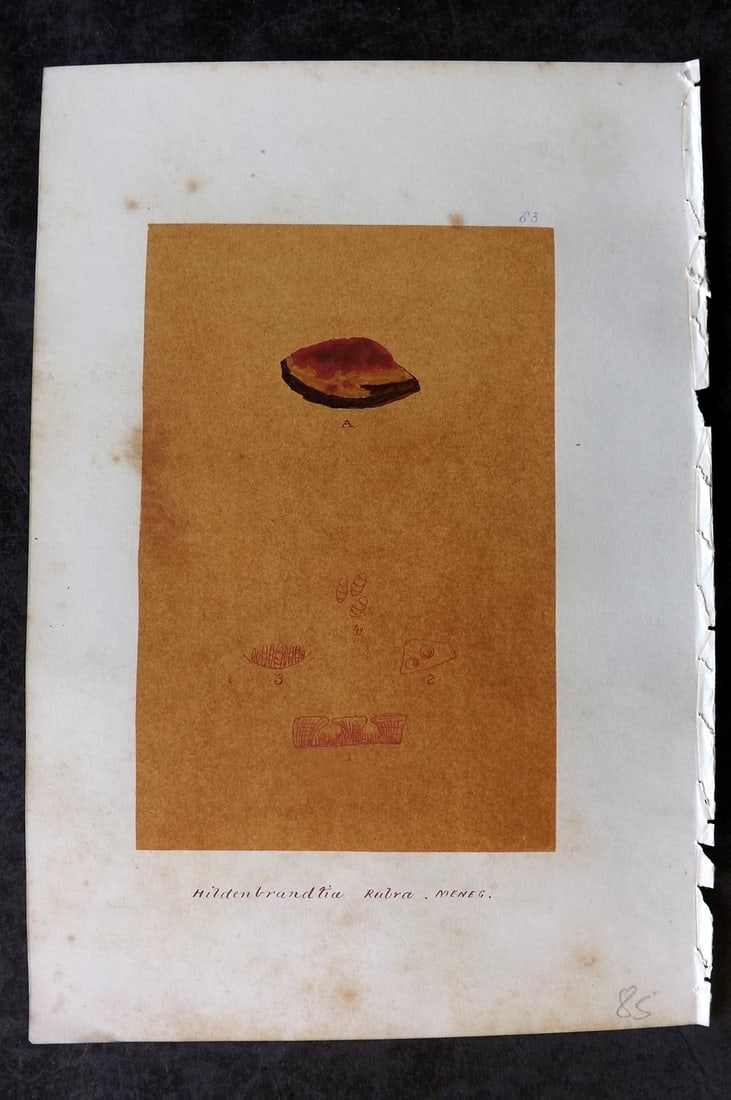 Original Art C1875 Seaweed. Hildenbrandtia Rubra 83: Pen, Ink and/or Watercolour Made in C1875, England for a privately created work on British Seaweeds by an unknown but Gifted Artist. Each drawing with accompanying descriptive manuscript plate, also f
