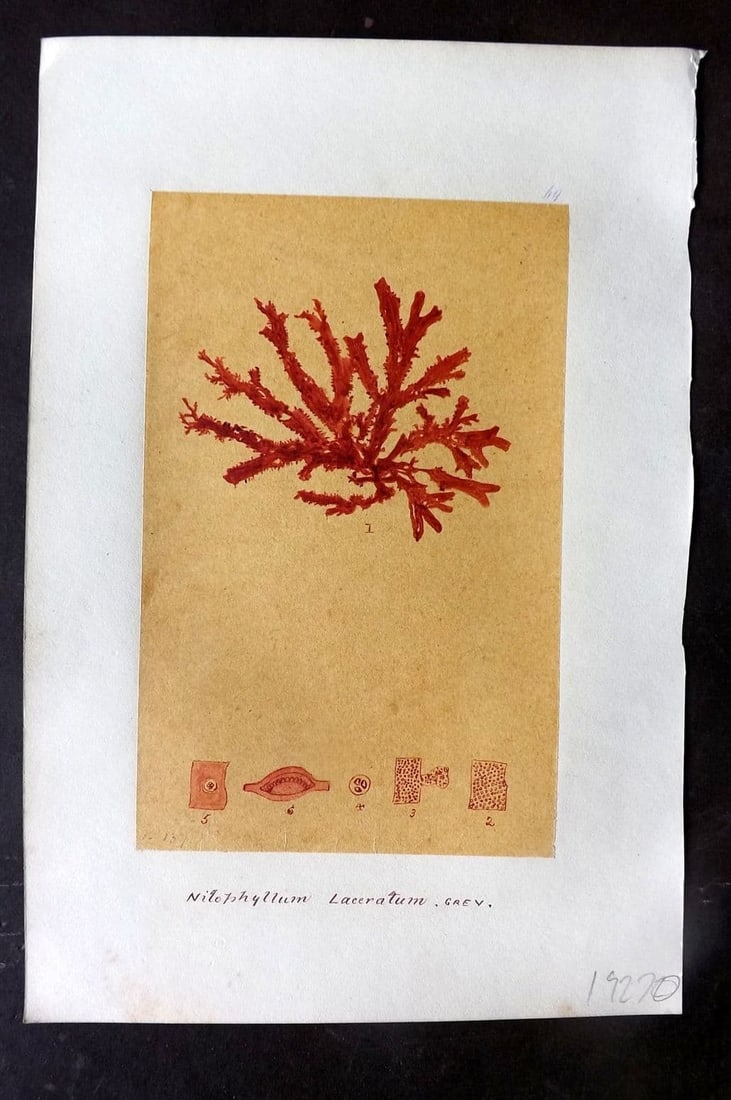 Original Art C1875 Seaweed. Nitophyllum Laceratum 69: Antique Pen, Ink and/or Watercolour Made in C1875, England for a privately created work on British Seaweeds by an unknown but Gifted Artist. Each drawing with accompanying descriptive manuscript plate