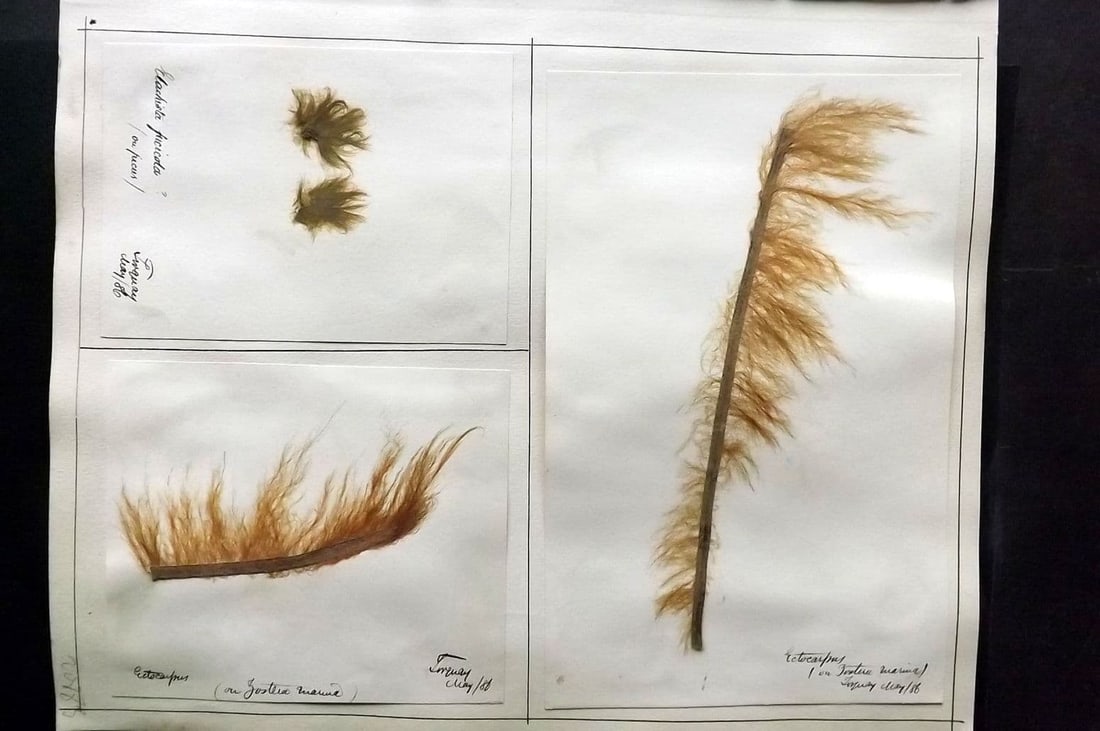 Pressed Seaweed (4) 1880's British Herbarium from Torquay & Falmouth, Devon: Pressed Seaweed Samples compiled in the 1880's by Edwin Weeler (1831-1909) of Bristol. A Famous Homeopath from a homeopathic family (His brother, Charles was President of the British Homeopathic Socie