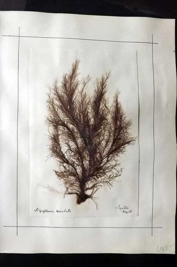 Pressed Seaweed (2) 1880's British Herbarium from Falmouth & Paignton, Devon Folio (1 of 2)