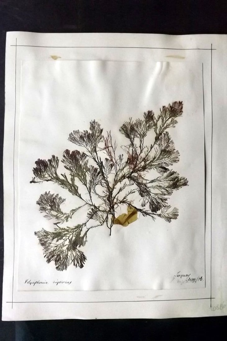 Pressed Seaweed (2) 1880's British Herbarium from Torquay & Falmouth, Devon. Folio (1 of 2)