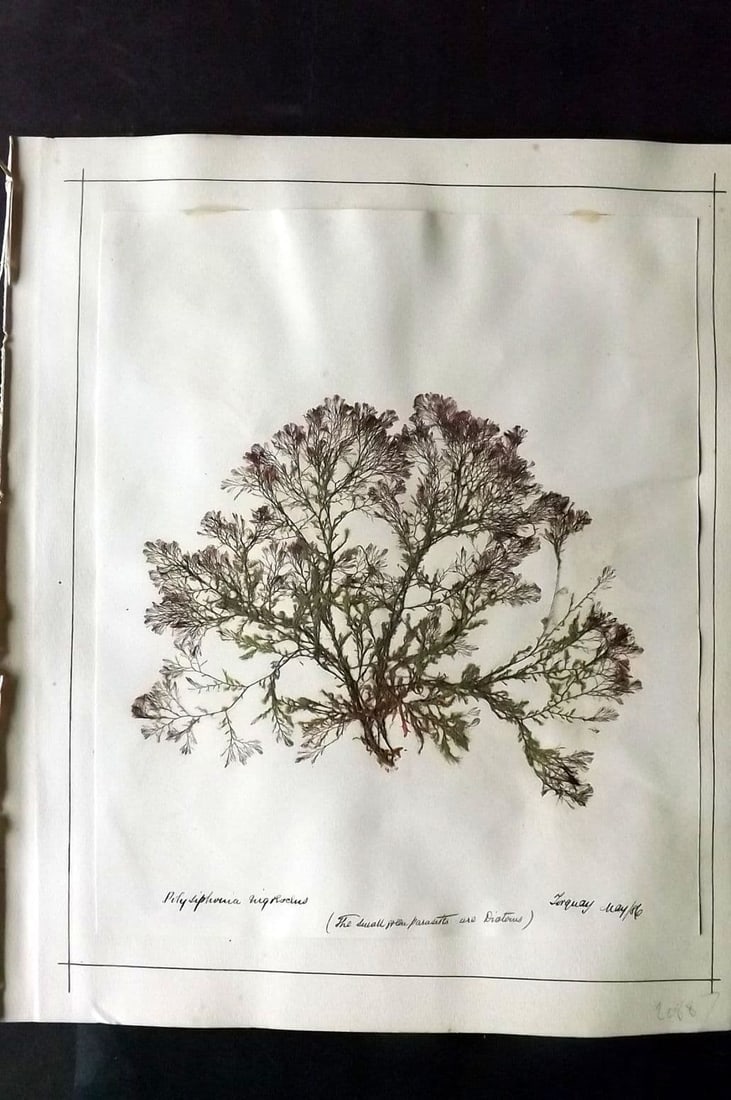 Pressed Seaweed (3) 1880's British Herbarium from Torquay & Exmouth, Devon (1 of 2)