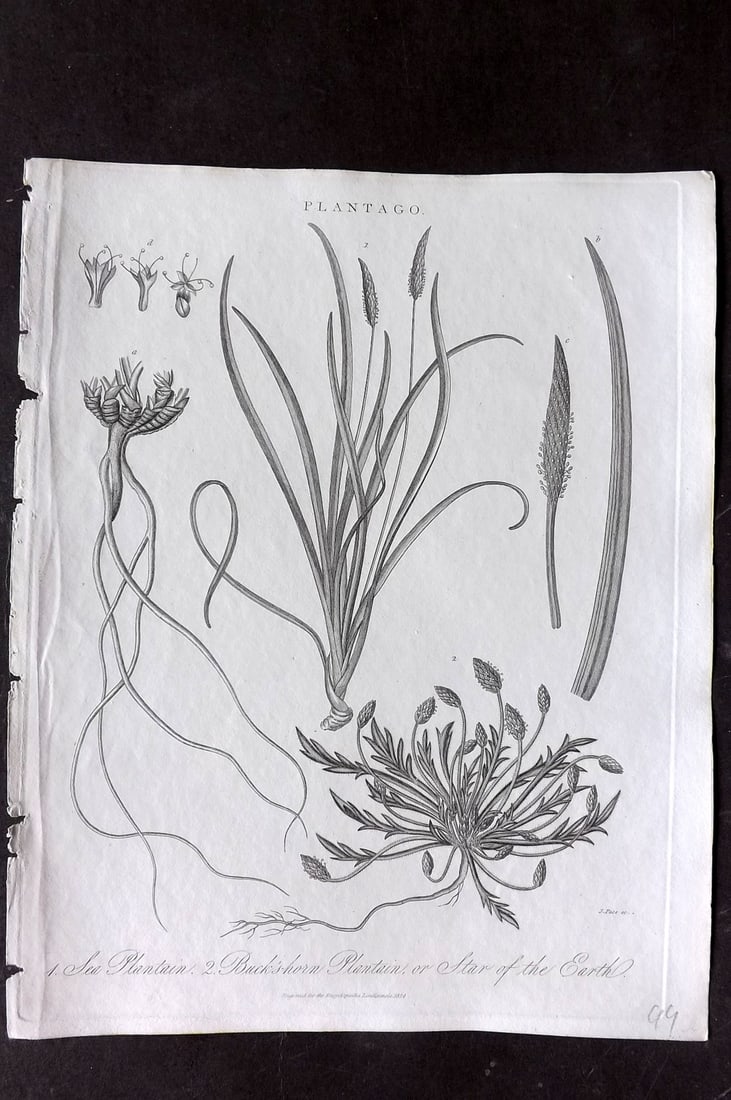 Wilkes, John 1824 Antique Botanical Print. Sea & Buck's Horn Plantain (1 of 1)
