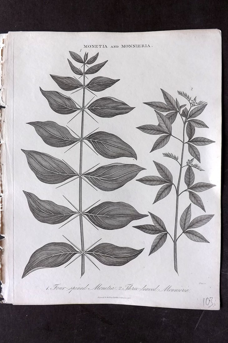 Wilkes, John 1817 Antique Botanical Print. Four Spined Monetia, Three Leaved Monnieria: Copper Plate Published 1796-1828 London for "Encyclopaedia Londinensis, or universal dictionary of arts, sciences and literature" by John Wilkes et al. Paper Size: 10 x 8 inch (26 x 20cm) Good Conditi