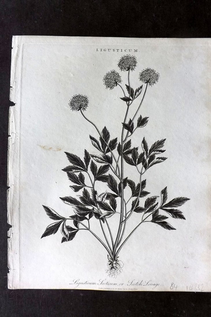 Wilkes, John 1813 Antique Botanical Print. Ligusticum Scoticum or Scotch Lovage: Copper Plate Published 1796-1828 London for "Encyclopaedia Londinensis, or universal dictionary of arts, sciences and literature" by John Wilkes et al. Paper Size: 10 x 8 inch (26 x 20cm) Good Conditi