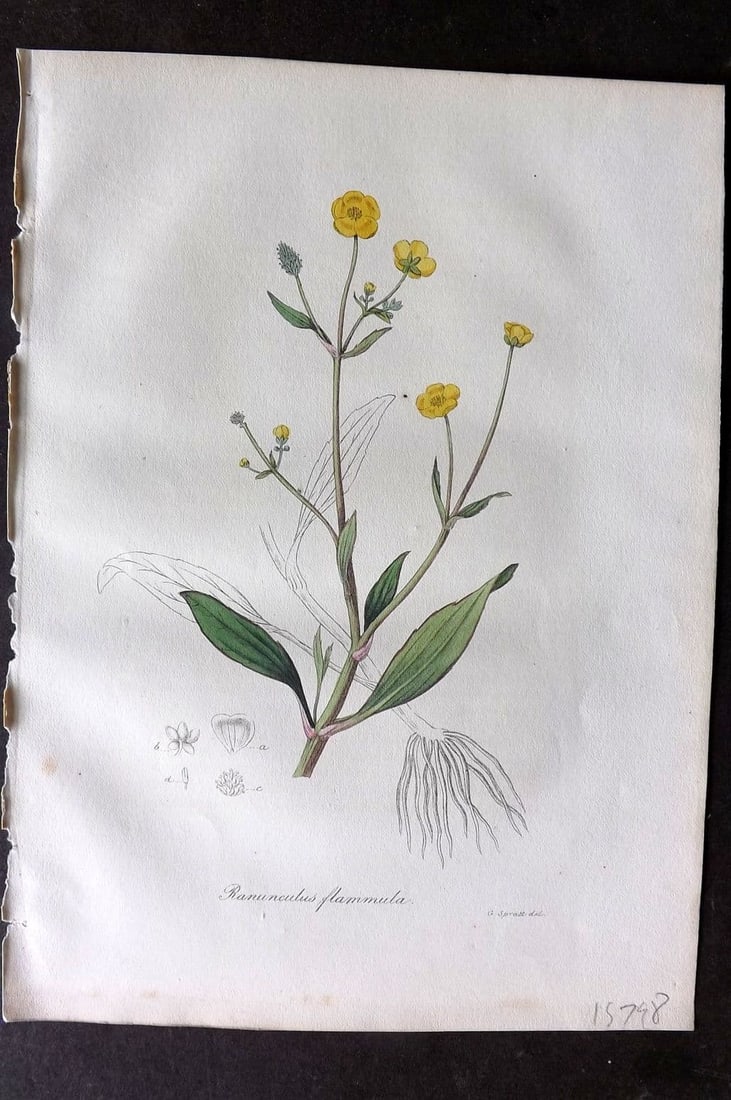 Woodville 1832 Hand Col Botanical Print. Ranunculus Flammula: Antique Etching Published 1832, London for "Medical Botany" Third Edition by William Woodville. Fine hand colour as issued. Paper Size: 10 x 7.5 inch (25 x 19cm) Good Condition