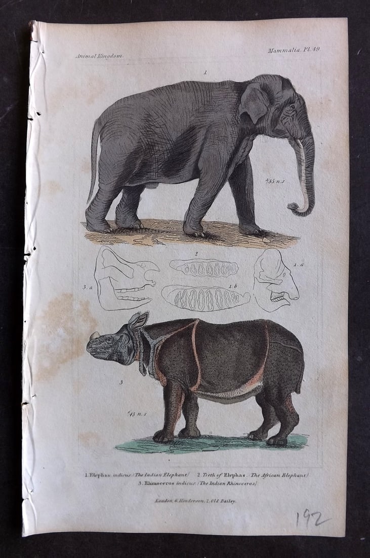 Cuvier, Baron 1837 Hand Col Print. Elephant & Rhino 49: Hand Colored Etching/Engraving Published 1834-37, London for "The Animal Kingdom" by the Baron Georges Cuvier. Paper Size: 8 x 5 inch (21 x 13cm) Some toning present, otherwise Good Condition