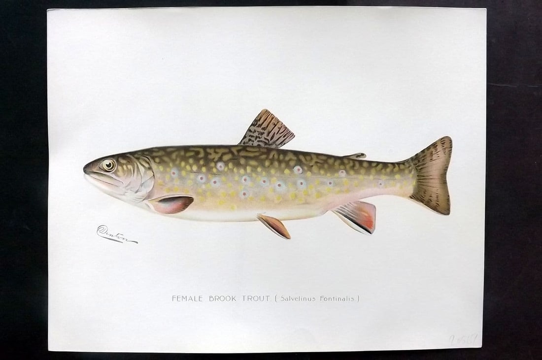 Denton, Sherman 1902 Folio Fish Print. Female Brook Trout (1 of 1)