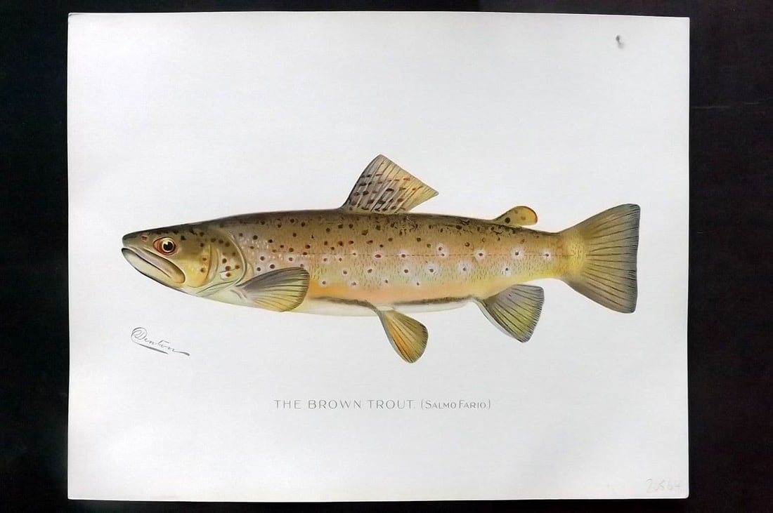 Denton, Sherman 1902 Folio Fish Print. Brown Trout (1 of 1)