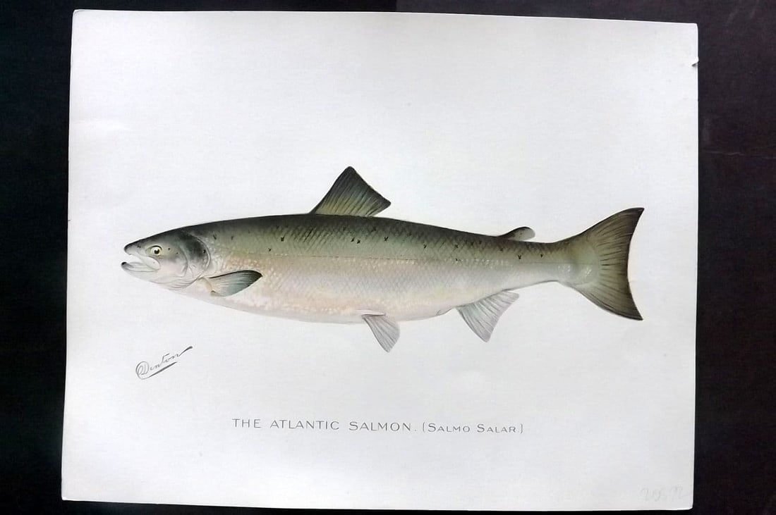 Denton, Sherman 1902 Folio Fish Print. Atlantic Salmon (1 of 1)