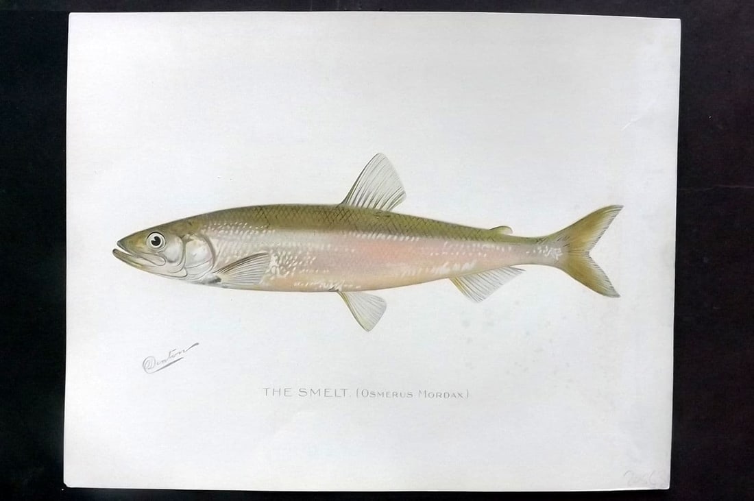 Denton, Sherman 1902 Folio Fish Print. Smelt (1 of 1)