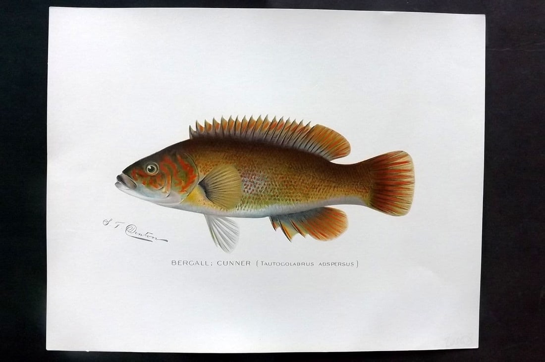 Denton, Sherman 1902 Folio Fish Print. Bergall: Cunner (1 of 1)