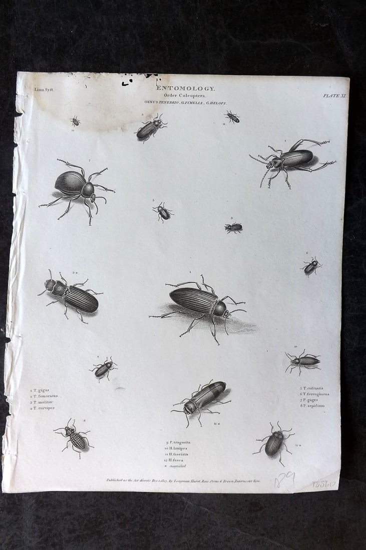 Rees, Abraham 1820 Antique Print. Entomology - Coleoptera. Insects 10: Copper Plate Published 1802-20 by Longman, Hurst, Rees & Orme for "The Cyclop?dia: or, Universal dictionary of arts, sciences, and literature" By Abraham Rees. Paper Size: 10.5 x 8 inch (27 x 21cm) Wa