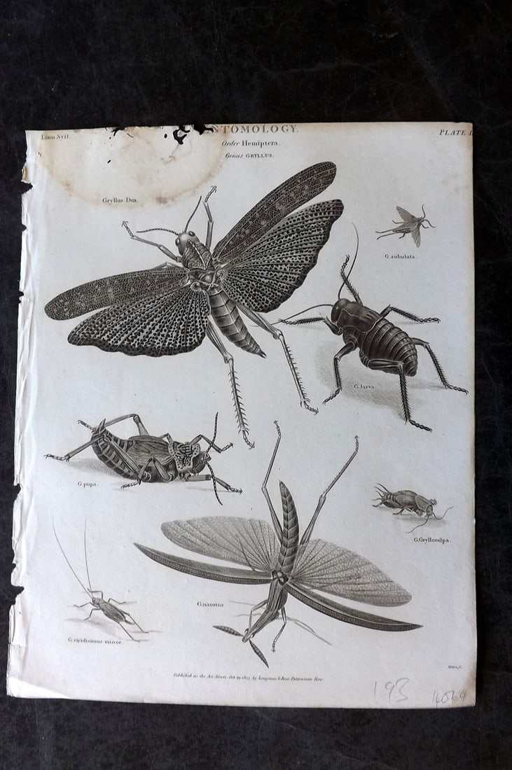 Rees, Abraham 1820 Antique Print. Entomology - Hemiptera - Gryllus 02: Copper Plate Published 1802-20 by Longman, Hurst, Rees & Orme for "The Cyclop?dia: or, Universal dictionary of arts, sciences, and literature" By Abraham Rees. Paper Size: 10.5 x 8 inch (27 x 21cm) Wa