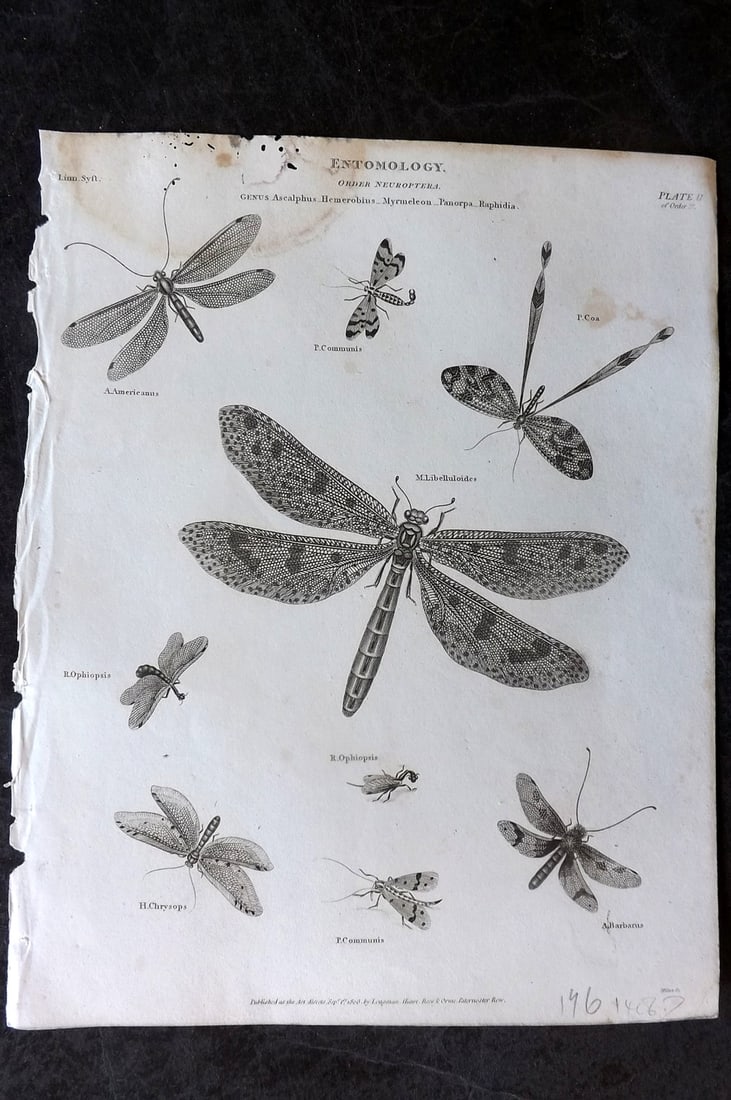Rees, Abraham 1820 Antique Print. Entomology - Neuroptera 02: Copper Plate Published 1802-20 by Longman, Hurst, Rees & Orme for "The Cyclop?dia: or, Universal dictionary of arts, sciences, and literature" By Abraham Rees. Paper Size: 10.5 x 8 inch (27 x 21cm) Wa