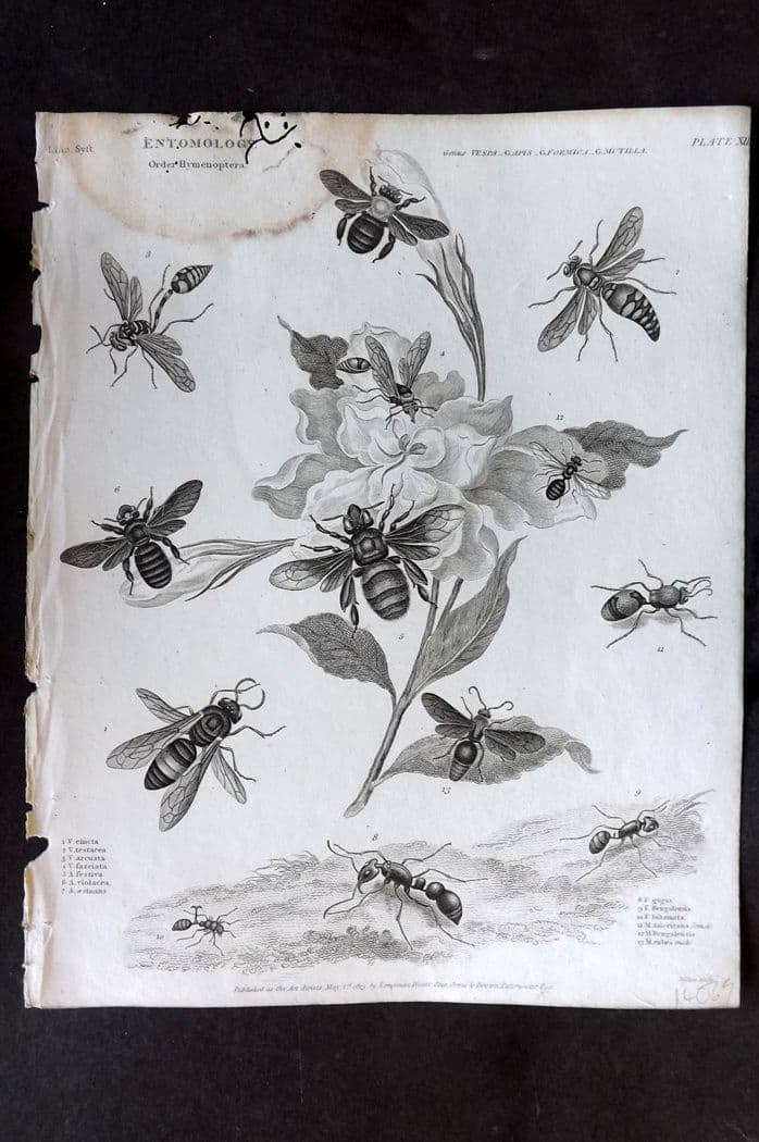 Rees, Abraham 1820 Antique Print. Entomology - Hymnenoptera - Bees & Hornets 12: Antique Copper Plate Published 1802-20 by Longman, Hurst, Rees & Orme for "The Cyclop?dia: or, Universal dictionary of arts, sciences, and literature" By Abraham Rees. Water stain at top. Tiny margin 