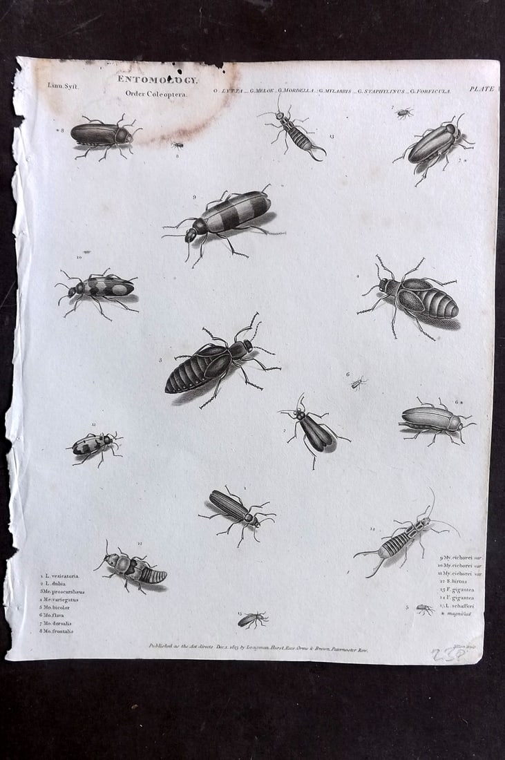 Rees, Abraham 1820 Antique Print. Entomology - Coleoptera. Insects 06: Copper Plate Published 1802-20 by Longman, Hurst, Rees & Orme for "The Cyclop?dia: or, Universal dictionary of arts, sciences, and literature" By Abraham Rees. Paper Size: 10.5 x 8 inch (27 x 21cm) Wa