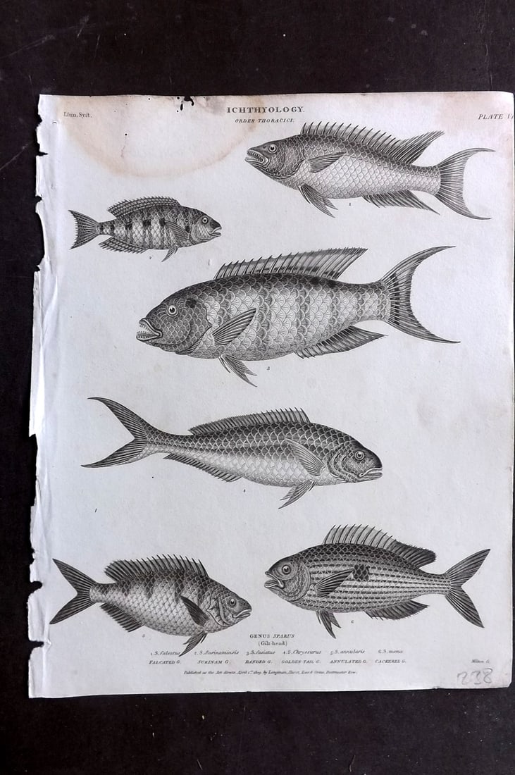 Rees, Abraham 1820 Antique Print. Ichthyology - Thoracici, Gilt Head Sparus 06: Copper Plate Published 1802-20 by Longman, Hurst, Rees & Orme for "The Cyclop?dia: or, Universal dictionary of arts, sciences, and literature" By Abraham Rees. Paper Size: 10.5 x 8 inch (27 x 21cm) Wa