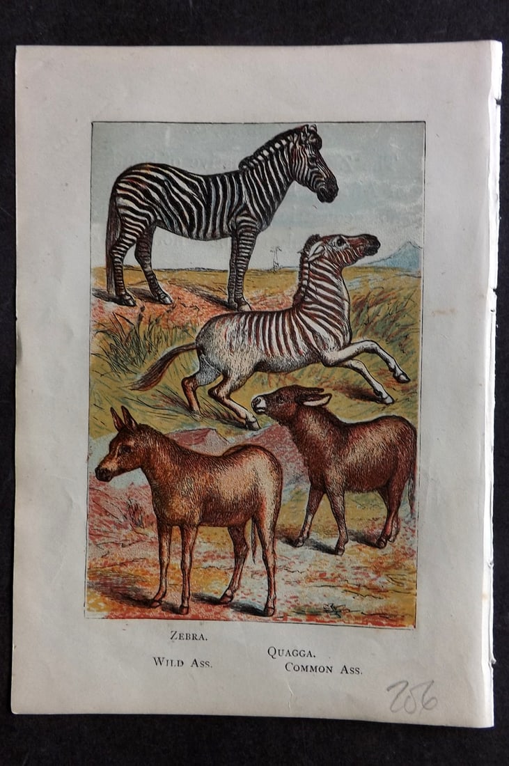 Warne, Frederick (Pub) C1880 Print. Extinct Quagga, Zebra, Wild Ass, Common Ass: Color Printed Woodblock Published C1880 by Frederick Warne, London for "Warne's Picture Natural History" Descriptive text to the reverse side. Paper Size: 6 x 4.25 inch (15 x 11cm) Good Condition