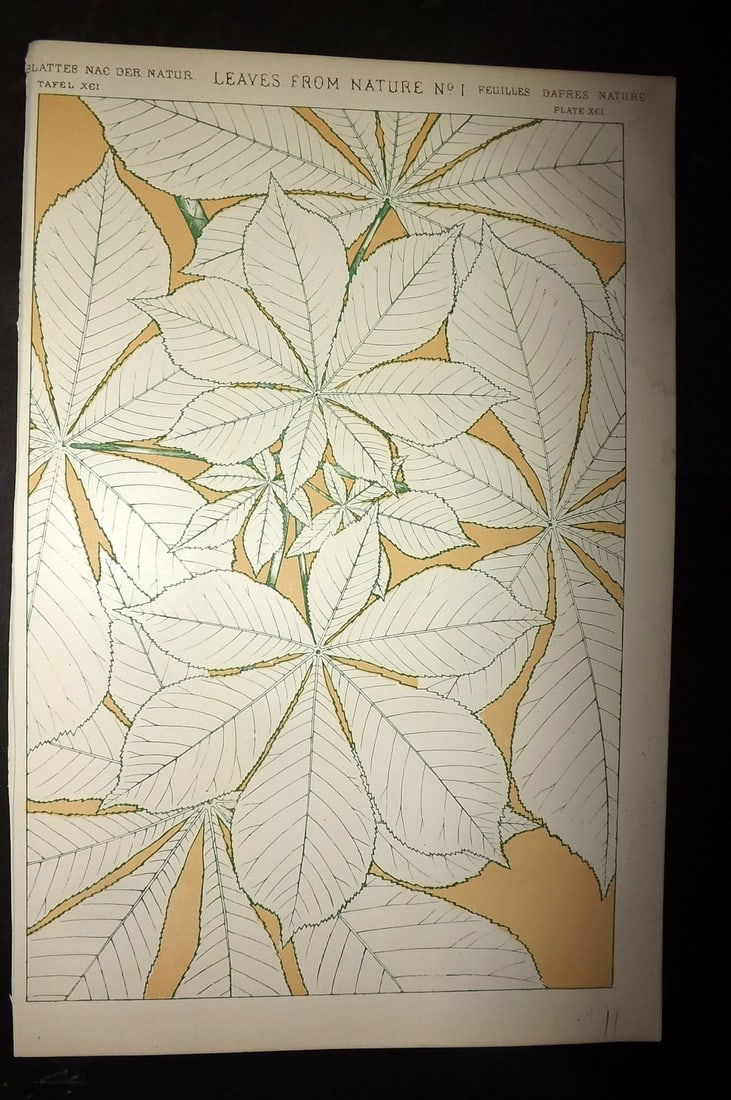 Jones, Owen 1910 Folio Design Print. Leaves from Nature No. 1: Chromolithograph Published 1910 by Bernard Quaritch, London for "The Grammar of Ornament" by Owen Jones. Paper Size: 13 x 9 inch (33 x 23cm) Good Condition