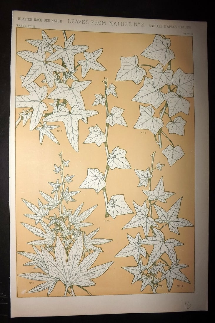 Jones, Owen 1910 Folio Design Print. Leaves from Nature No. 3: Chromolithograph Published 1910 by Bernard Quaritch, London for "The Grammar of Ornament" by Owen Jones. Paper Size: 13 x 9 inch (33 x 23cm) Good Condition