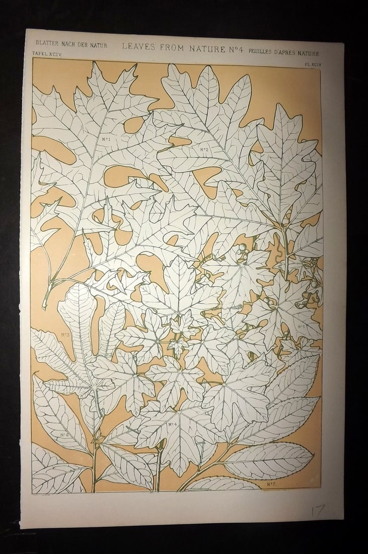 Jones, Owen 1910 Folio Design Print. Leaves from Nature No. 4: Chromolithograph Published 1910 by Bernard Quaritch, London for "The Grammar of Ornament" by Owen Jones. Paper Size: 13 x 9 inch (33 x 23cm) Good Condition