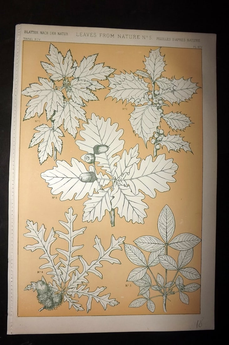 Jones, Owen 1910 Folio Design Print. Leaves from Nature No. 5: Chromolithograph Published 1910 by Bernard Quaritch, London for "The Grammar of Ornament" by Owen Jones. Paper Size: 13 x 9 inch (33 x 23cm) Good Condition