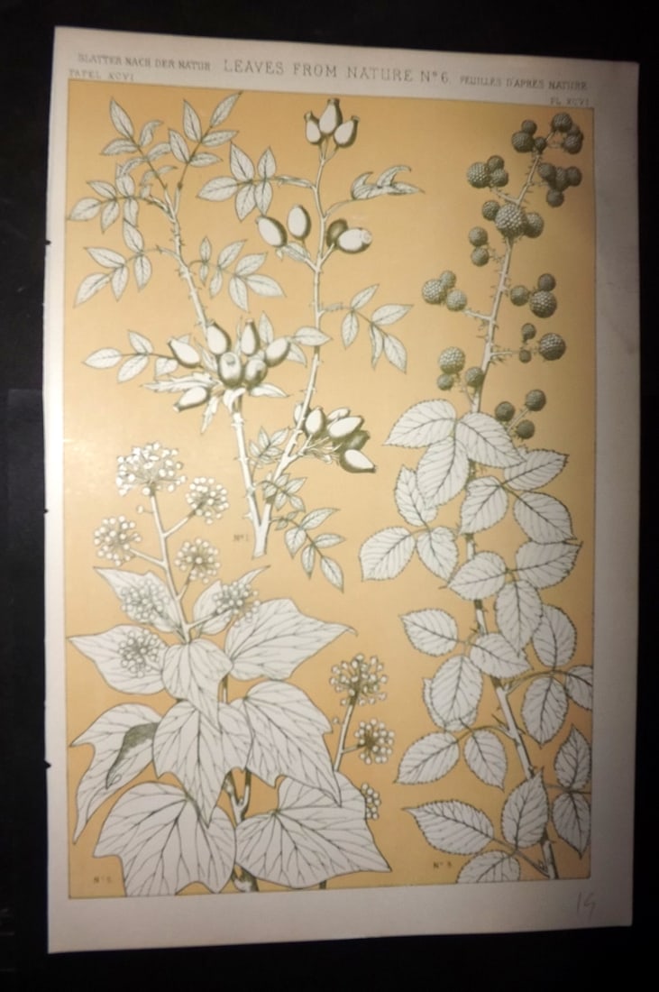 Jones, Owen 1910 Folio Design Print. Leaves from Nature No. 6: Chromolithograph Published 1910 by Bernard Quaritch, London for "The Grammar of Ornament" by Owen Jones. Paper Size: 13 x 9 inch (33 x 23cm) Good Condition