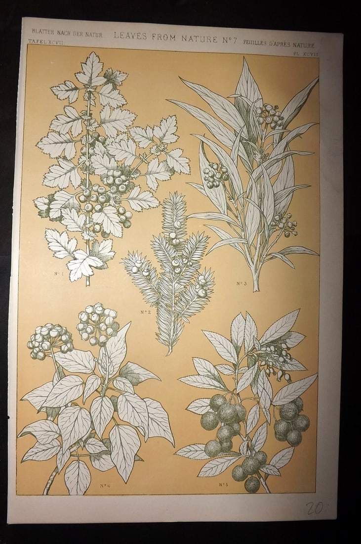Jones, Owen 1910 Folio Design Print. Leaves from Nature No. 7: Chromolithograph Published 1910 by Bernard Quaritch, London for "The Grammar of Ornament" by Owen Jones. Paper Size: 13 x 9 inch (33 x 23cm) Good Condition