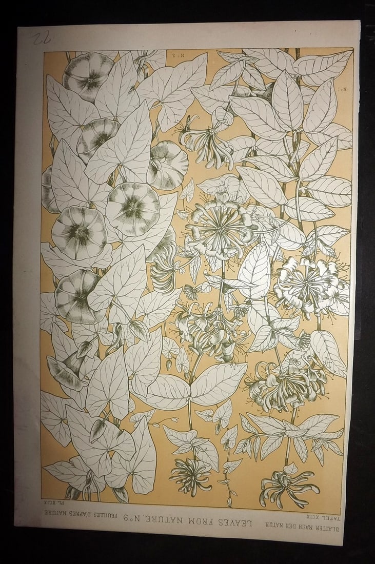 Jones, Owen 1910 Folio Design Print. Leaves from Nature No. 9: Chromolithograph Published 1910 by Bernard Quaritch, London for "The Grammar of Ornament" by Owen Jones. Paper Size: 13 x 9 inch (33 x 23cm) Good Condition