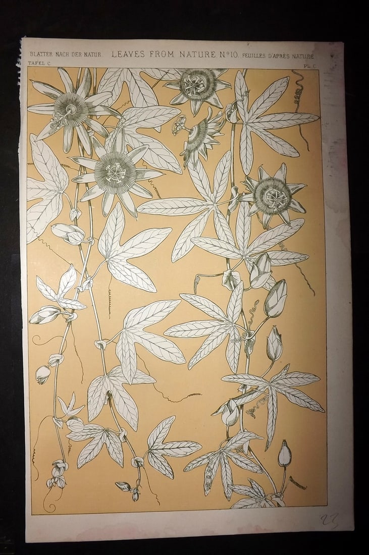 Jones, Owen 1910 Folio Design Print. Leaves from Nature No. 10: Chromolithograph Published 1910 by Bernard Quaritch, London for "The Grammar of Ornament" by Owen Jones. Paper Size: 13 x 9 inch (33 x 23cm) Minor margin staining. Good Condition