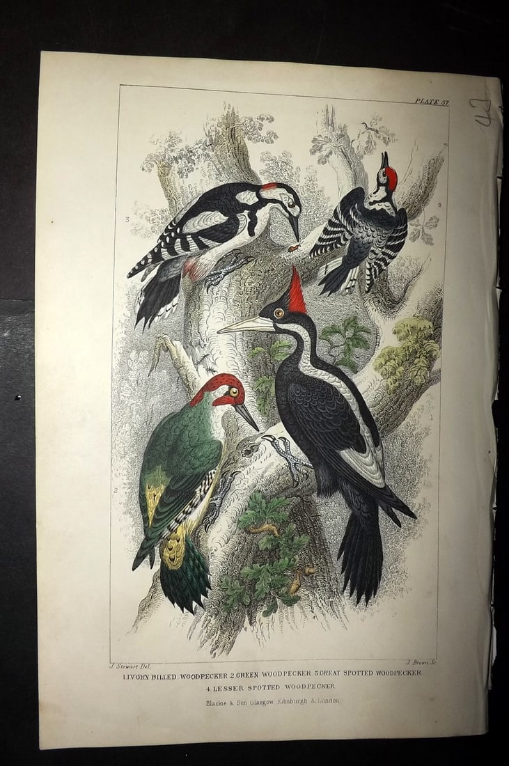 Goldsmith, Oliver 1856 HCol Bird Print. Ivory Billed Woodpecker, Green Woodpecker 57: Hand Colored Steel Engraving Published 1854-55 by Blackie & Son, London for "A History of the Earth and Animated Nature"by Oliver Goldsmith. Paper Size: 9.5 x 6 inch (24 x 16cm) Good Condition