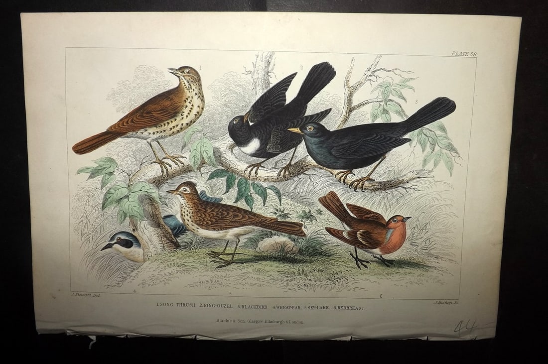 Goldsmith, Oliver 1856 Hand Col Bird Print. Song Thrush, Ring-Ouzel, Blackbird, Robin 58 (1 of 1)