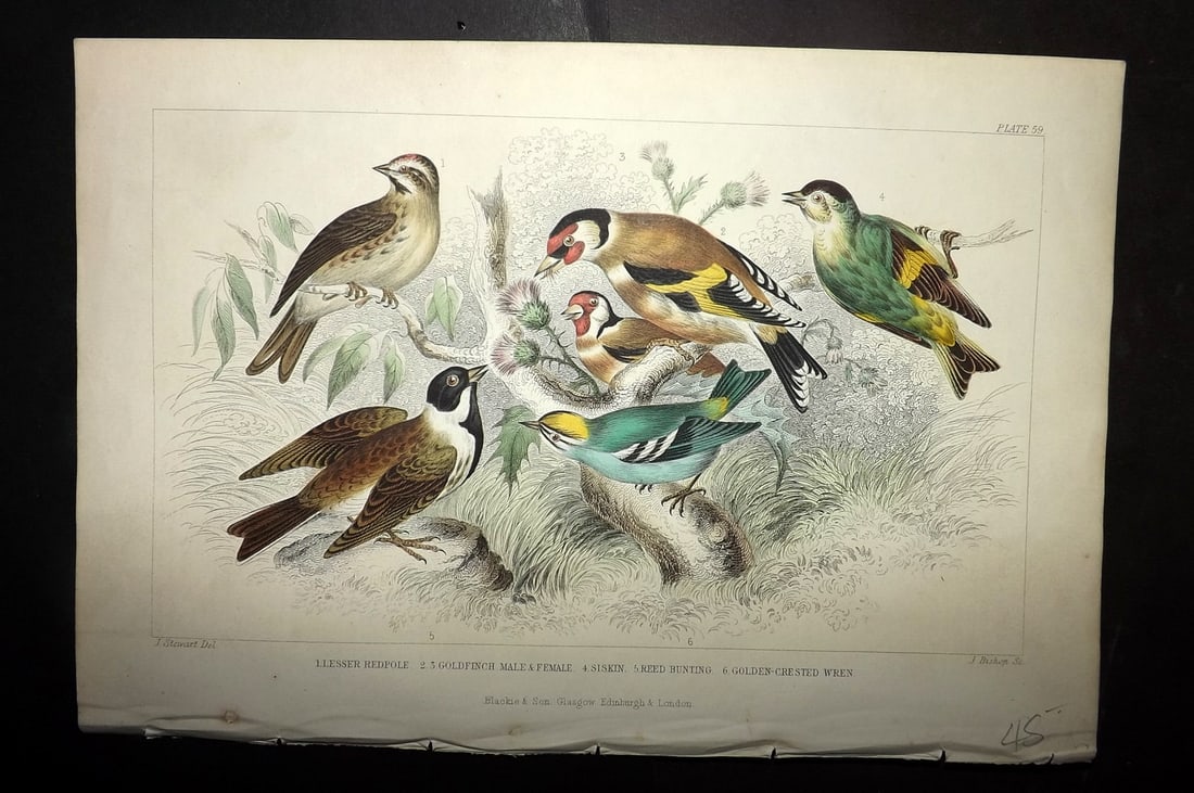 Goldsmith, Oliver 1856 Hand Col Bird Print. Redpole, Goldfinch, Siskin, Reed Bunting 59: Hand Colored Steel Engraving Published 1854-55 by Blackie & Son, London for "A History of the Earth and Animated Nature"by Oliver Goldsmith. Paper Size: 9.5 x 6 inch (24 x 16cm) Good Condition