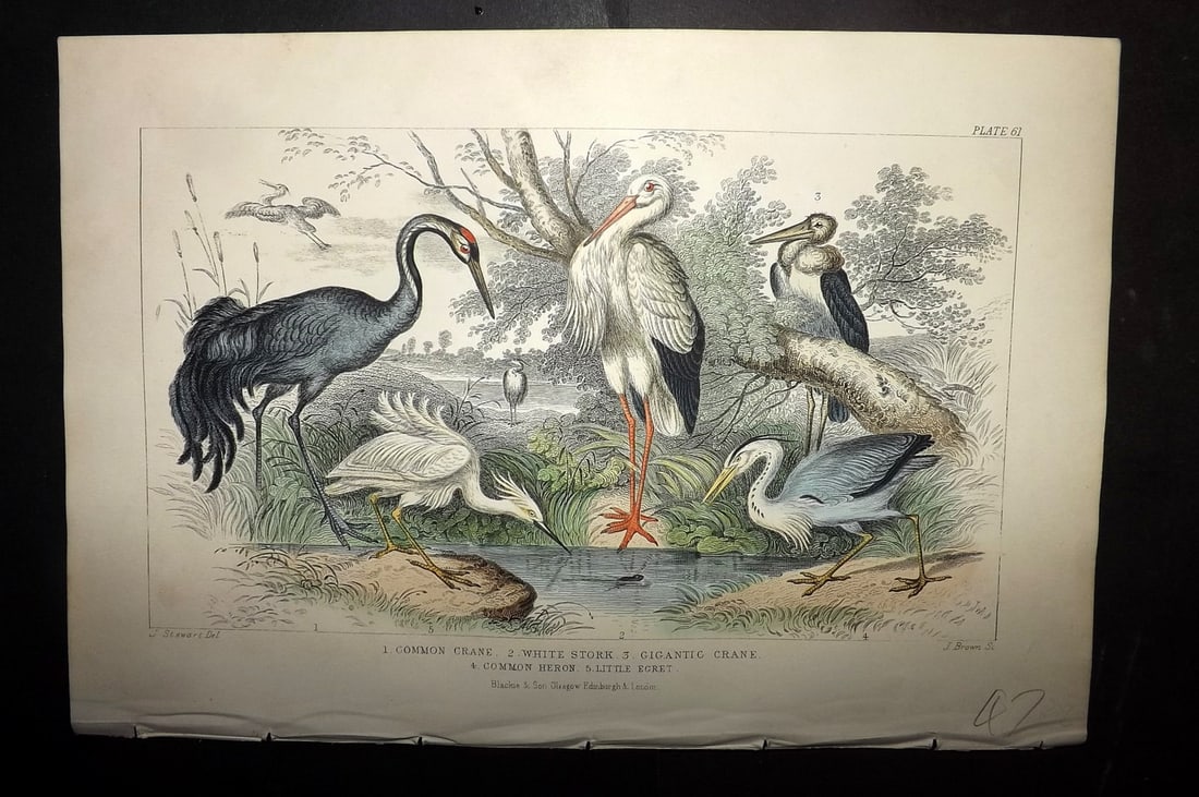 Goldsmith, Oliver 1856 Hand Col Bird Print. Crane, White Stork, Heron, Little Egret 61 (1 of 1)