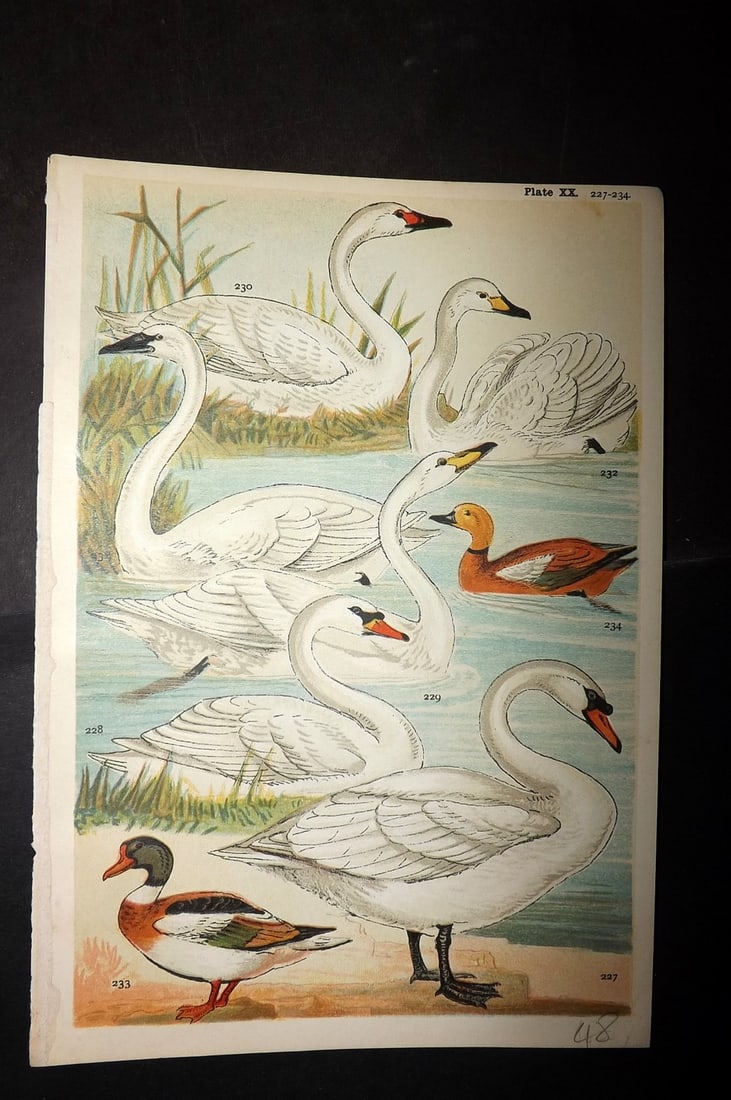 Gordon, W. J. C1900 Bird Print. Swans & Sheld Duck: Chromolithograph Published C1900, London for the "Our Country's" Series by W. J. Gordon. Paper Size: 7.5 x 5 inch (19 x 13cm) Good Condition