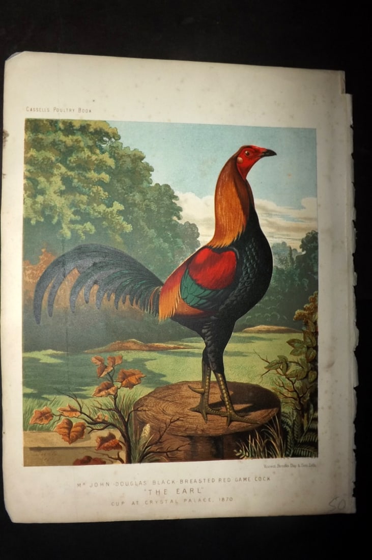 Ludlow & Wright 1885 Poultry Print. Black Breasted Red Game Cock (1 of 1)