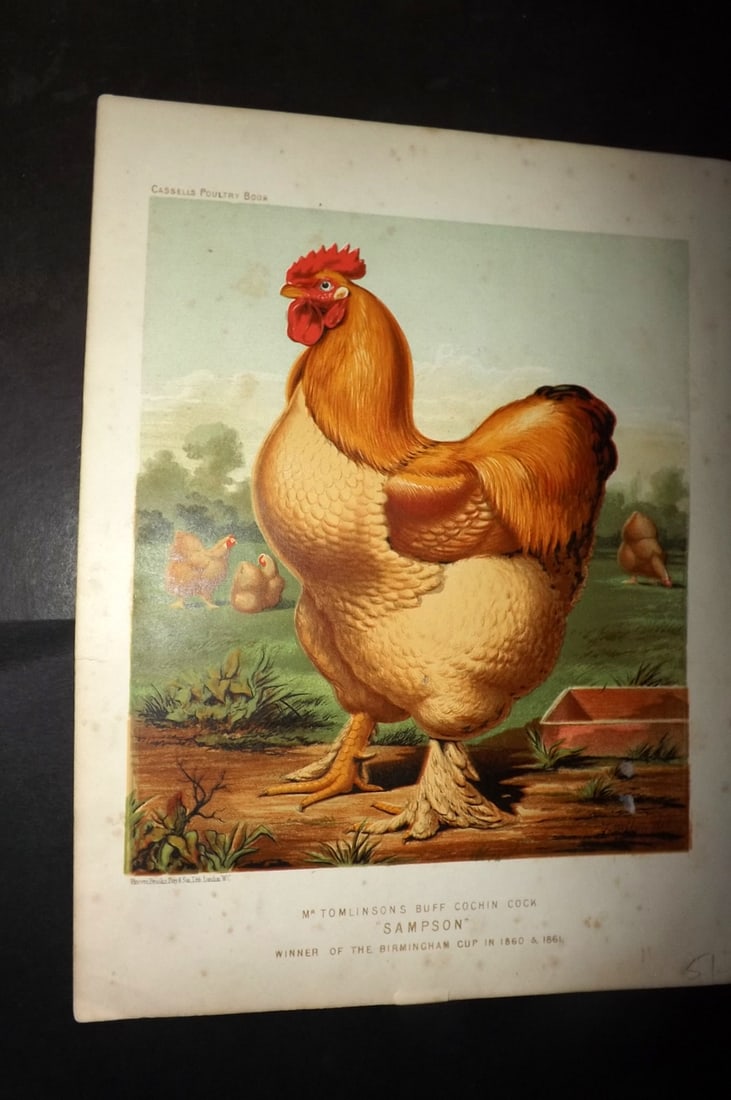 Ludlow & Wright 1885 Poultry Print. Tomlinson's Buff Cochin Cock "Sampson" (1 of 1)