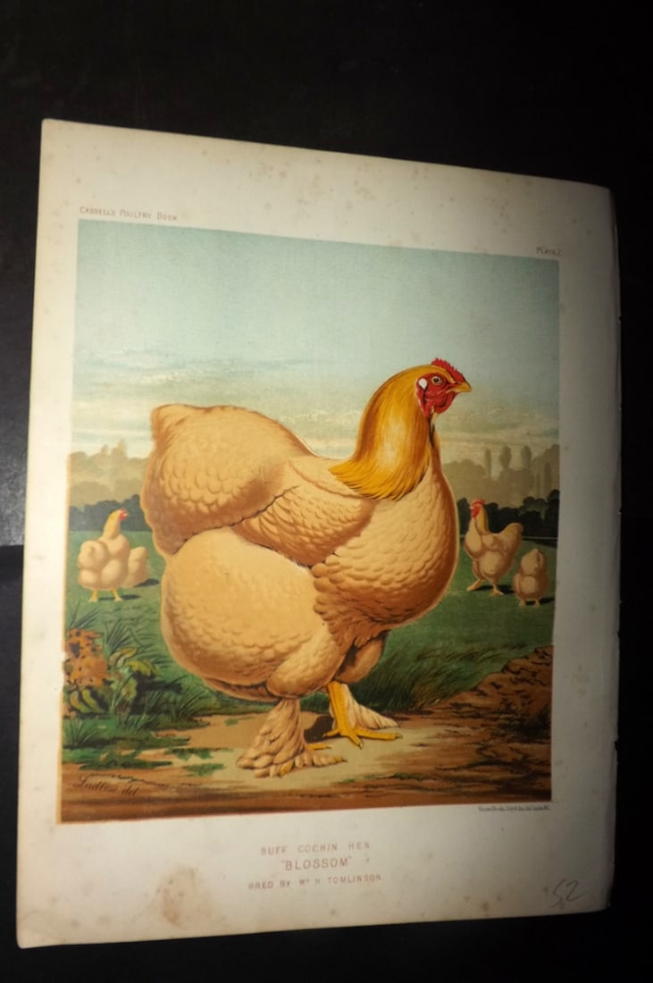 Ludlow & Wright 1885 Poultry Print. Buff Cochin Hen "Blossom": Chromolithograph Published 1885 by Cassell & Co., London for "The Illustrated Book of Poultry" by Lewish Wright. Illustrated by J. W. Ludlow. Paper Size: 10.5 x 8 inch (27 x 20cm) Good Condition