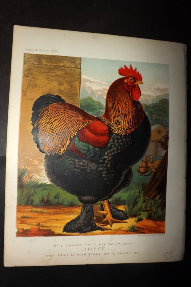 Ludlow & Wright 1885 Poultry Print. Tudman's Partridge Cochin Cock "Talbot" (1 of 1)