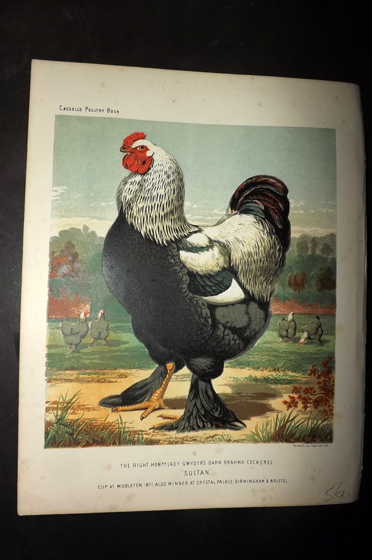 Ludlow & Wright 1885 Poultry Print. Lady Gwydyr's Dark Brahma Cockerel "Sultan": Chromolithograph Published 1885 by Cassell & Co., London for "The Illustrated Book of Poultry" by Lewish Wright. Illustrated by J. W. Ludlow. Paper Size: 10.5 x 8 inch (27 x 20cm) Good Condition