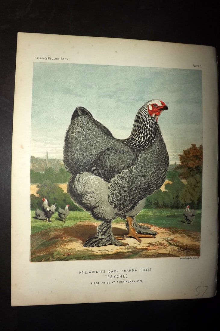 Ludlow & Wright 1885 Poultry Print. L. Wright's Dark Brahma Pullet "Psyche" (1 of 1)